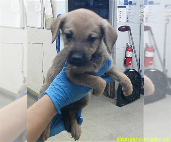 Medium Photo #1 Shepradors Puppy For Sale in Oklahoma City, OK, USA