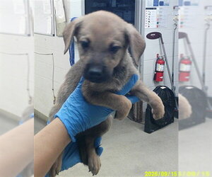 Shepradors Dogs for adoption in Oklahoma City, OK, USA