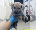 A480709 - Male Shepradors Dog for Adoption - Small photo