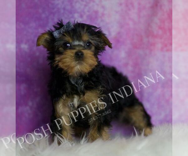 Medium Photo #2 Yorkshire Terrier Puppy For Sale in WARSAW, IN, USA