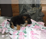 Small Photo #3 German Shepherd Dog Puppy For Sale in GREENWOOD, WI, USA