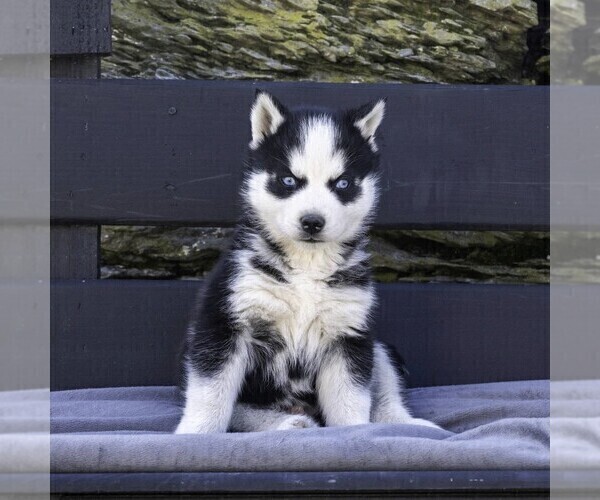 Medium Photo #2 Siberian Husky Puppy For Sale in KINZERS, PA, USA