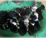Small #1 F2 Aussiedoodle