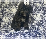 Small #4 ShihPoo