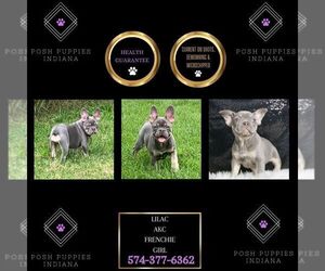 French Bulldog Puppy for sale in WARSAW, IN, USA