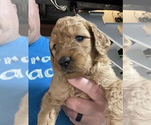 Goldendoodle Puppy for sale in ZANESVILLE, OH, USA