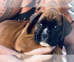 Puppy Tank Boxer