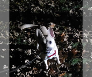 Gravy - Female Pug-Unknown Mix Dog for Adoption - Photo #11
