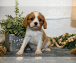 Puppy Connie Cavalier King Charles Spaniel