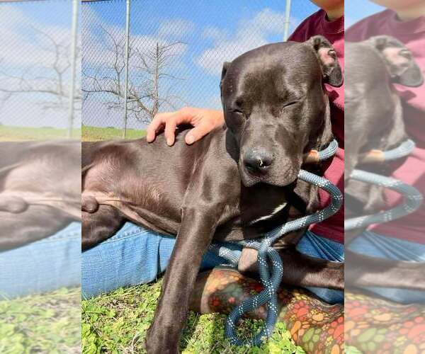 Medium Photo #4 Mutt Puppy For Sale in Abbeville, LA, USA