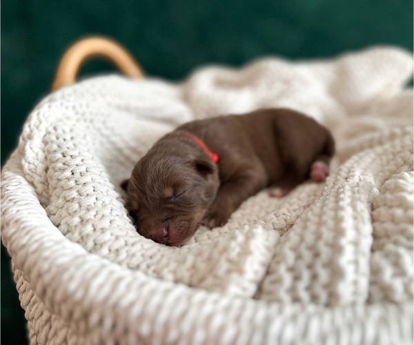 Medium Photo #5 Australian Shepherd Puppy For Sale in BOUTON, IA, USA