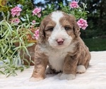 Small #9 Miniature Bernedoodle
