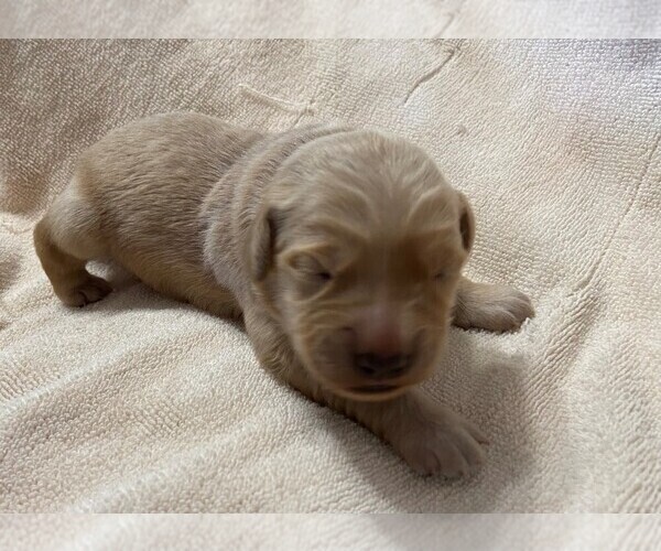 Medium Photo #4 Golden Retriever Puppy For Sale in FOUNTAIN, CO, USA