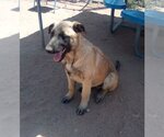 Small #6 German Shepherd Dog Mix