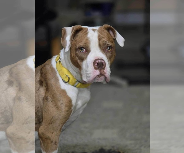 Medium Photo #10 Mutt Puppy For Sale in Rockville, MD, USA