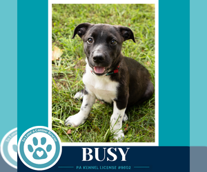 Chihuahua Dogs for adoption in Kimberton, PA, USA