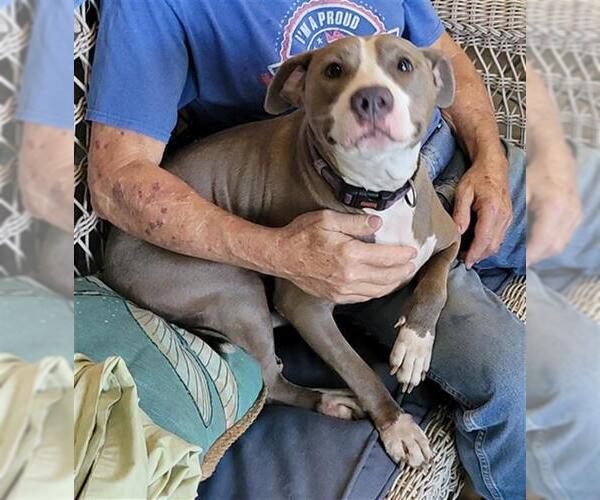 Medium Photo #2 American Pit Bull Terrier Puppy For Sale in Rosenberg, TX, USA