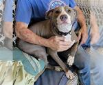 Small #1 American Pit Bull Terrier