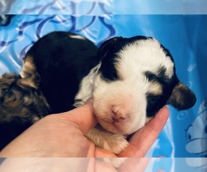 Bernedoodle (Miniature) Puppy for sale in SUNMAN, IN, USA