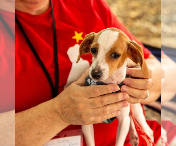 Medium Photo #4 Mutt Puppy For Sale in Canton, CT, USA
