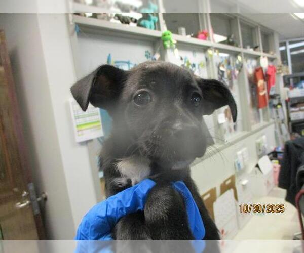 Medium Photo #1 American Pit Bull Terrier-Unknown Mix Puppy For Sale in Oklahoma City, OK, USA