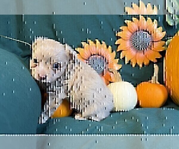 Medium Photo #6 Chihuahua Puppy For Sale in NAPLES, FL, USA