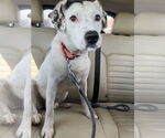 Small #30 English Setter-Labrador Retriever Mix