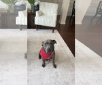 Small #1 American Pit Bull Terrier Mix