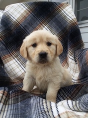 Golden Retriever Puppy for sale in CANTRIL, IA, USA