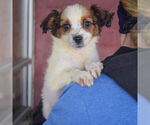 Small #4 Australian Shepherd Mix