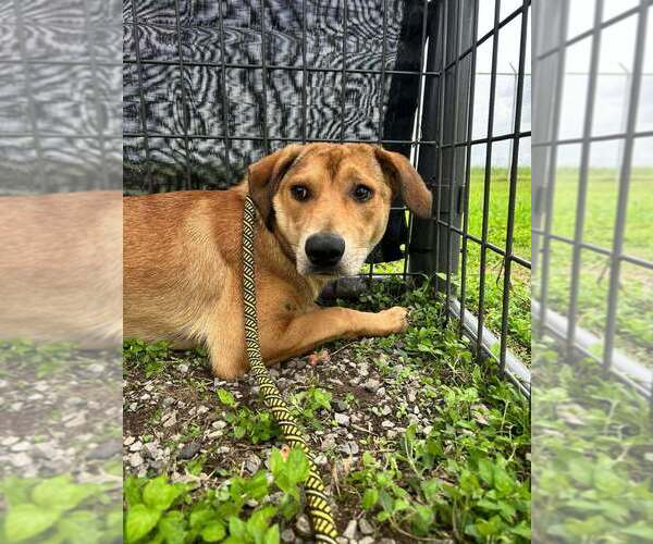 Medium Photo #4 Mutt Puppy For Sale in Abbeville, LA, USA