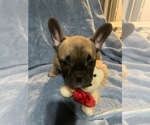 Small Photo #8 French Bulldog Puppy For Sale in POMONA, CA, USA