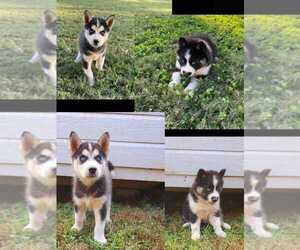 Siberian Husky Puppy for sale in INMAN, SC, USA