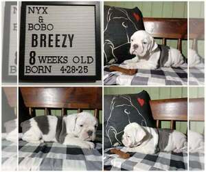 Olde English Bulldogge Puppy for Sale in PINE VILLAGE, Indiana USA