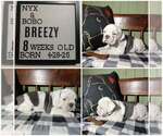 Image preview for Ad Listing. Nickname: Breezy