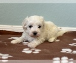 Small #1 Havanese