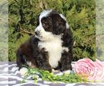 Small Photo #5 Bernedoodle-Poodle (Standard) Mix Puppy For Sale in NARVON, PA, USA
