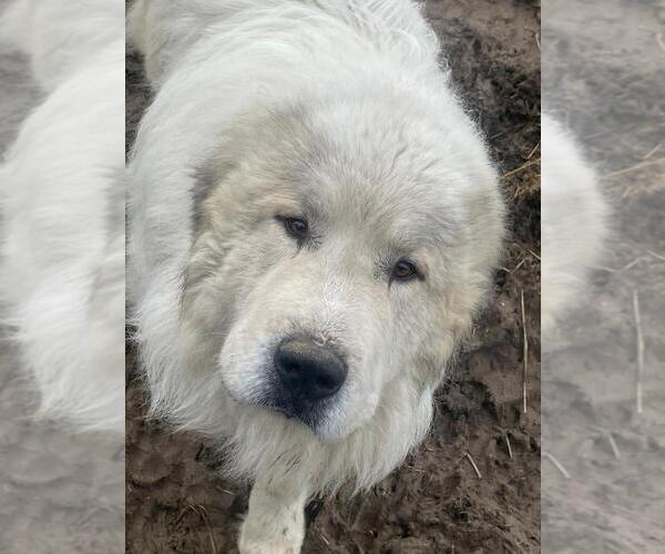 Medium Photo #1 Great Pyrenees Puppy For Sale in BONNERS FERRY, ID, USA