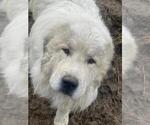 Small Photo #1 Great Pyrenees Puppy For Sale in BONNERS FERRY, ID, USA
