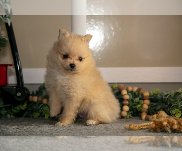 Medium Photo #13 Pomeranian Puppy For Sale in NAPPANEE, IN, USA
