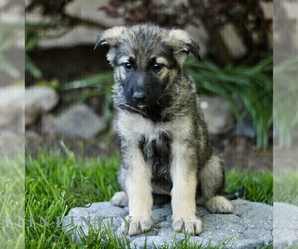 Medium Photo #4 Australian Shepherd-German Shepherd Dog Mix Puppy For Sale in BIRD IN HAND, PA, USA