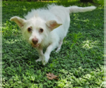 Small Mutt