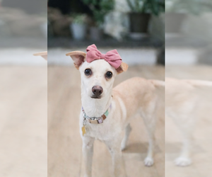 Chihuahua-Unknown Mix Dogs for adoption in Sandy, UT, USA