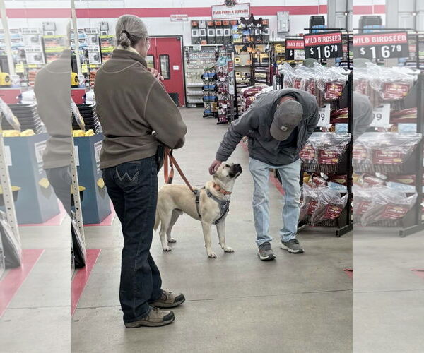 Medium Photo #7 Siberian Husky-Unknown Mix Puppy For Sale in Murfreesboro, NC, USA