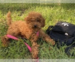 Small Photo #2 Poodle (Miniature) Puppy For Sale in ROSEMEAD, CA, USA
