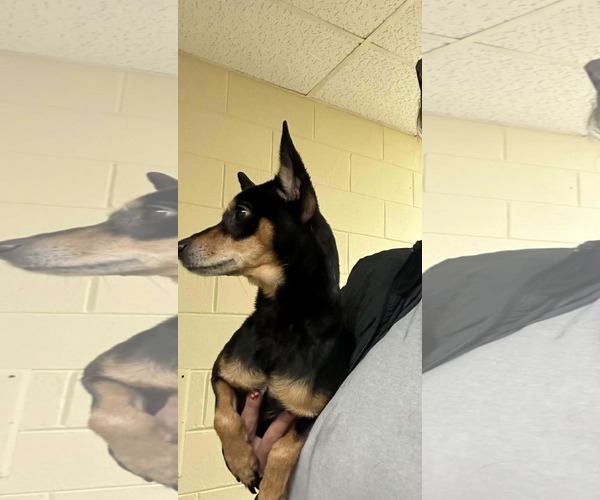 Medium Photo #2 Chihuahua-Unknown Mix Puppy For Sale in Westwood, NJ, USA