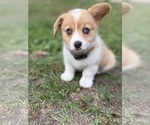 Puppy 3 American Corgi