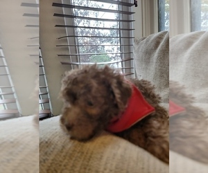 Poodle (Miniature)-Poodle (Standard) Mix Puppy for sale in WENATCHEE, WA, USA