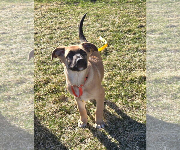 Medium Photo #3 Shepradors Puppy For Sale in New London, WI, USA