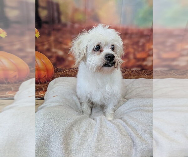 Medium Photo #4 Mutt Puppy For Sale in Vail, AZ, USA